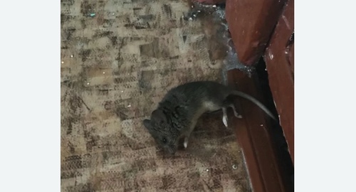 Дезинфекция от мышей в Царицыно города Москвы